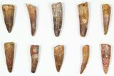 Lot: -, Bargain Spinosaurus Teeth - Pieces #87861-1